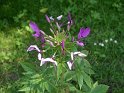 IMGP0791